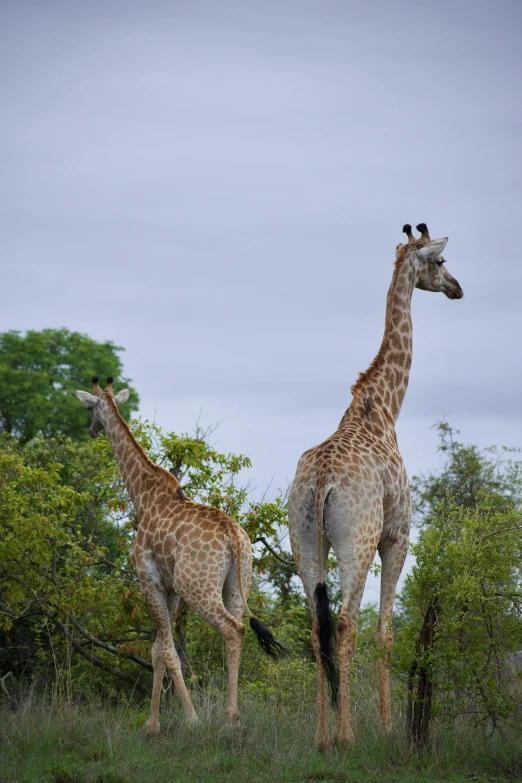 two giraffes in grass walking through the woods