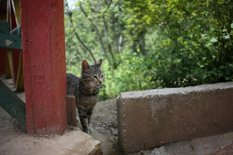 a cat standing near a door in front of a bench