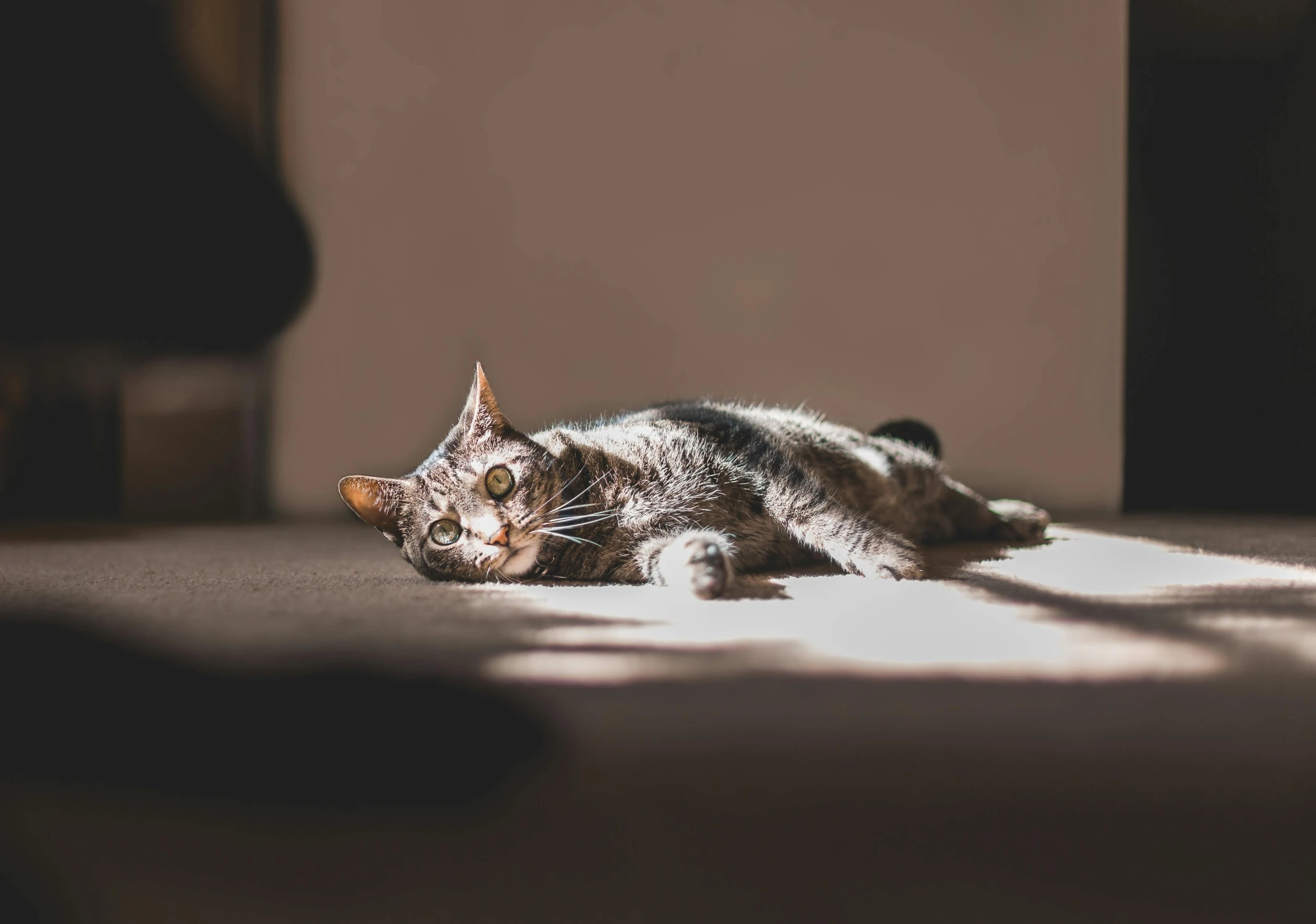 a grey and black cat laying on the ground