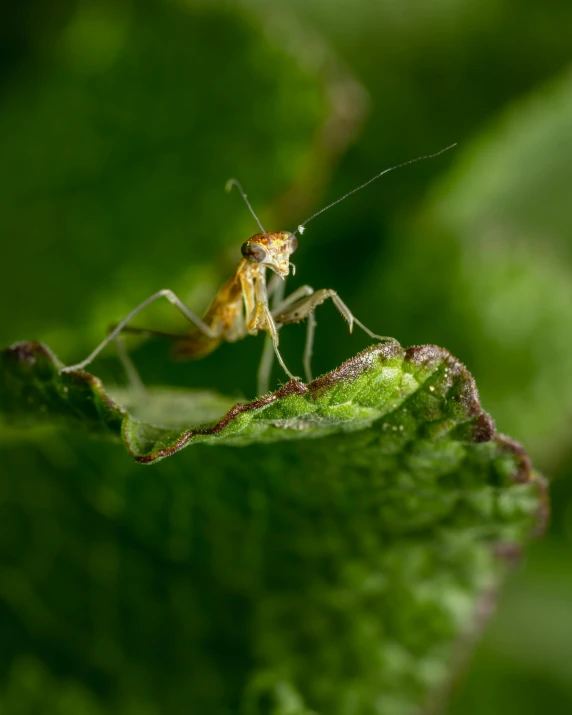 a close up of a locus on a green leaf