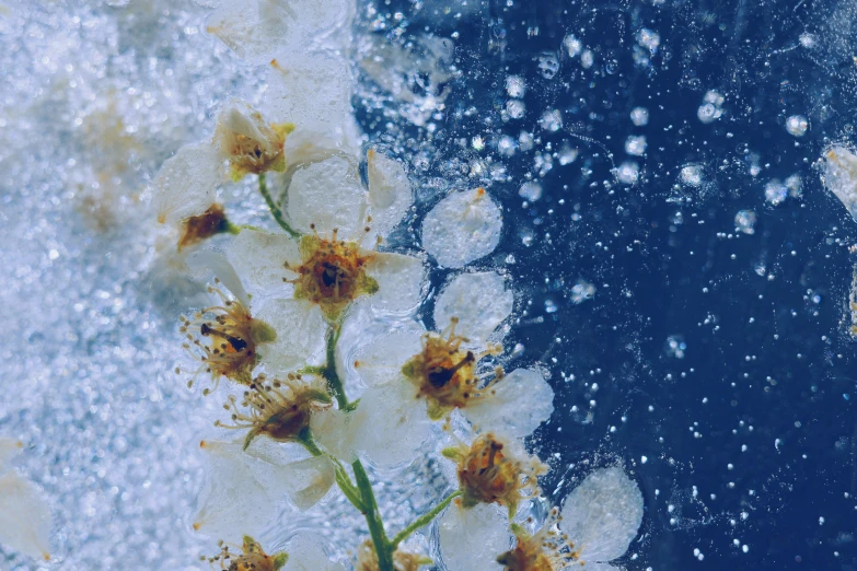 a close up of flowers on a surface with snow