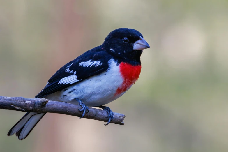 a small red and black bird is perched on a nch