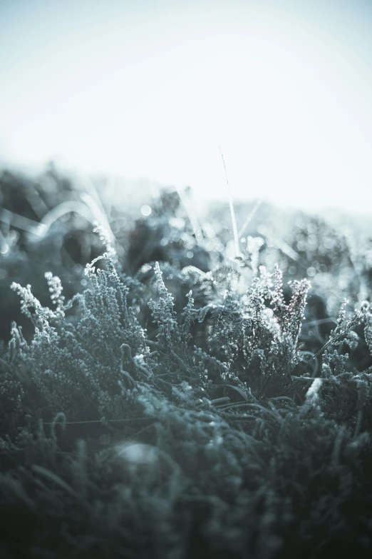 some frosty grass with trees in the background