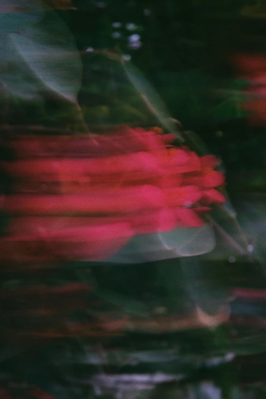 a blurry pograph of some red flowers