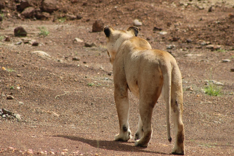 a lion is standing alone in the middle of the desert