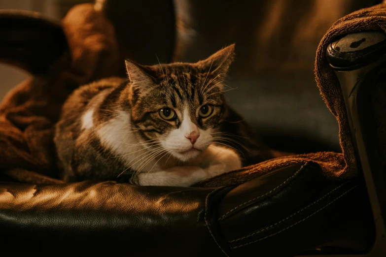 there is a cat sitting on the arm of a chair