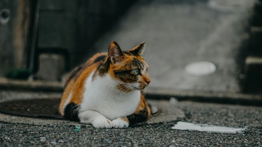 a cat laying on the ground near a curb