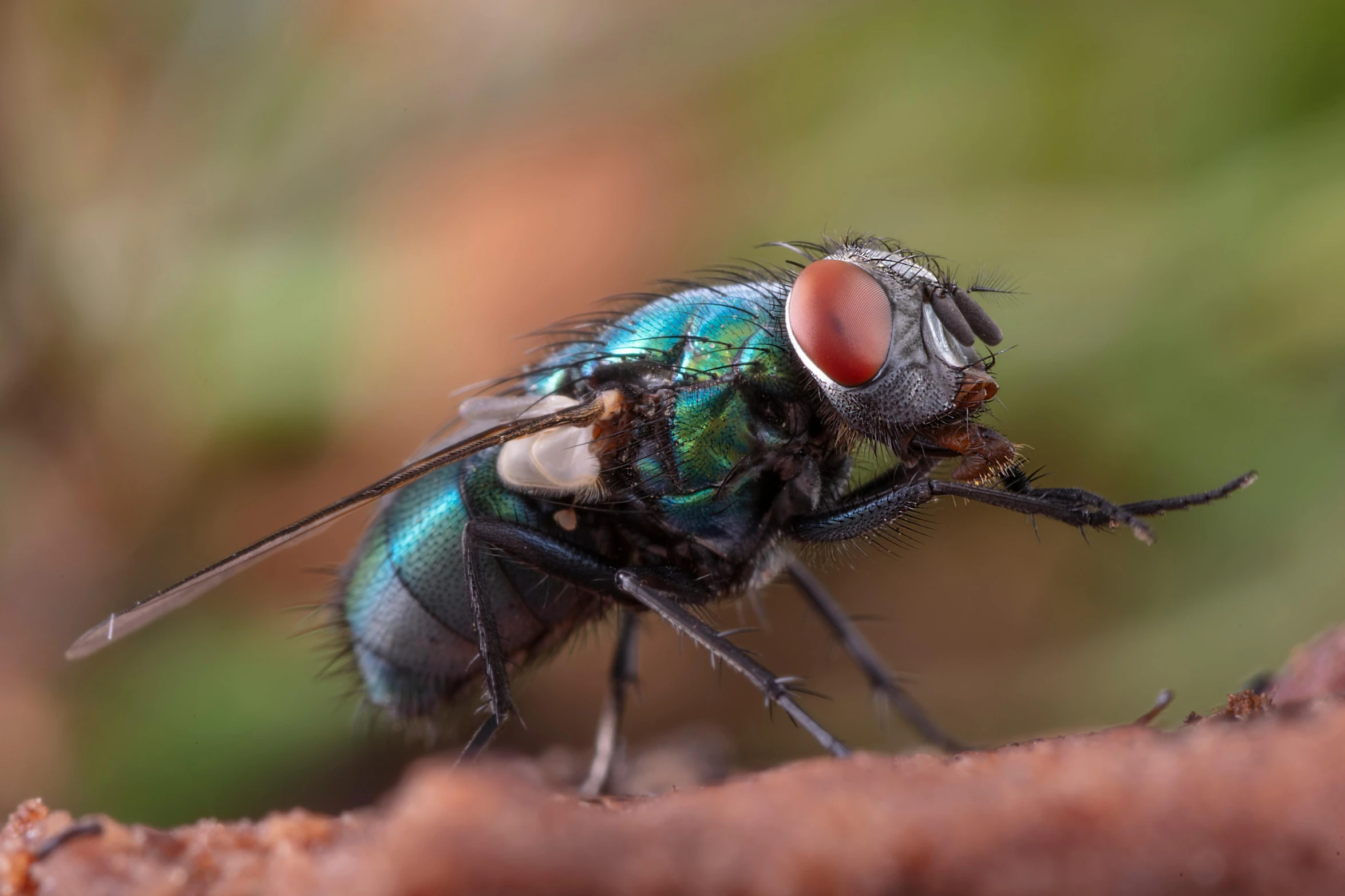 a macro s of a fly with an egg in it's eye