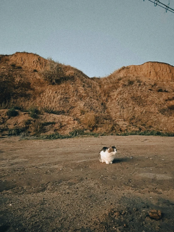 a dog is sitting down in the dirt