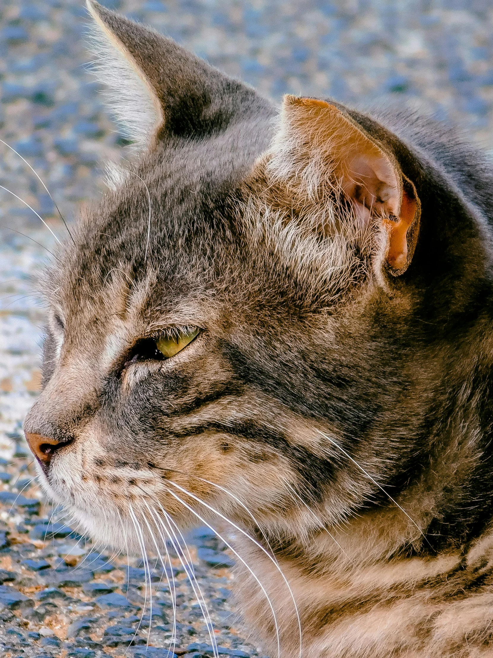 closeup of a cat staring ahead on street