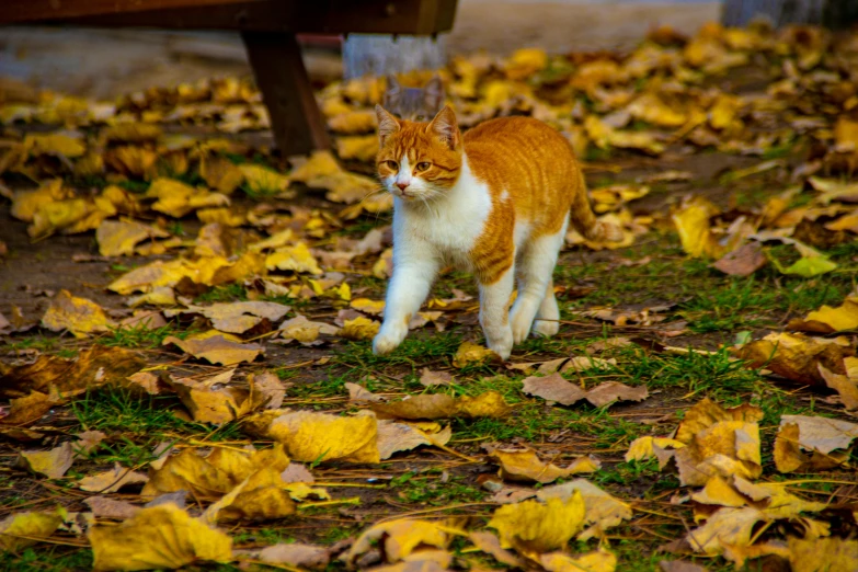 a cat standing in front of a park bench