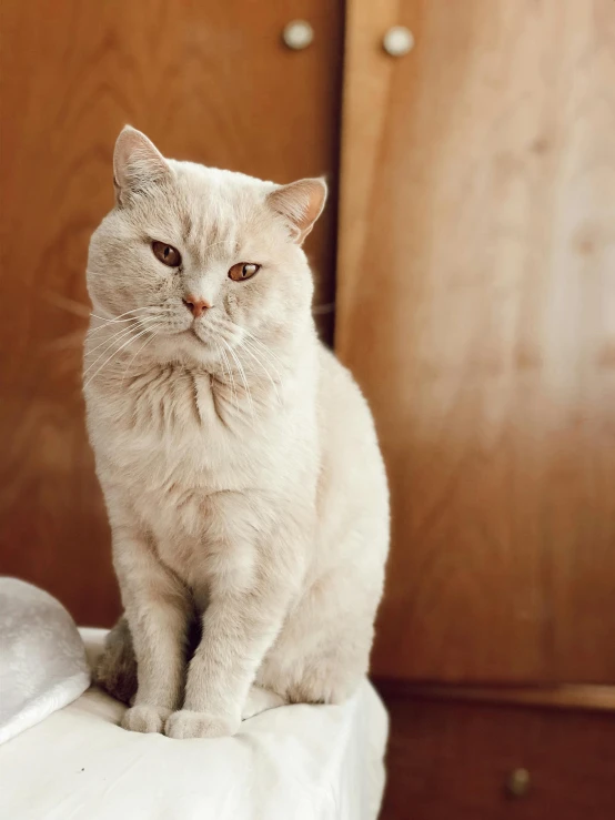 the cat is sitting on the edge of the bed