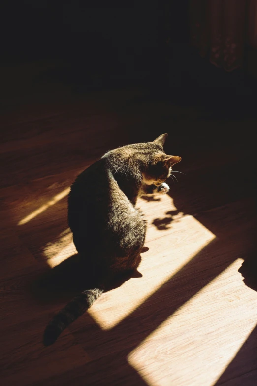 the cat is laying on the floor in the sunshine