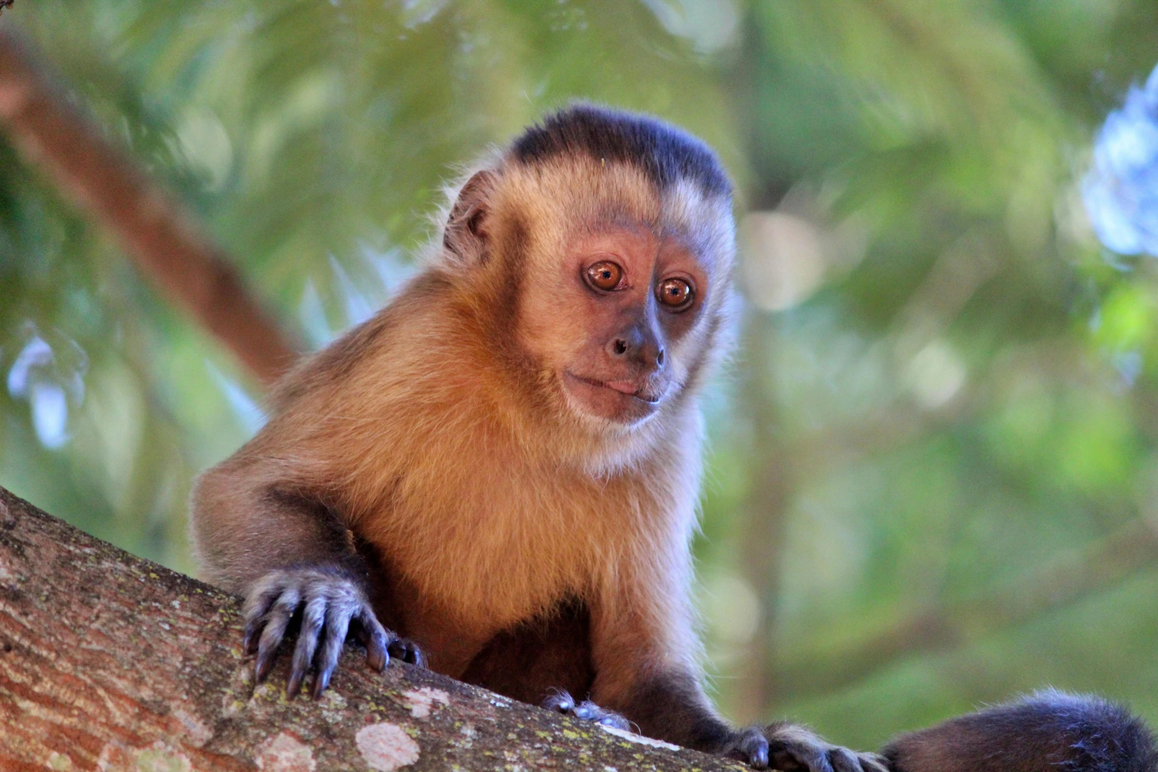 a brown monkey with a blurry background and tree nches