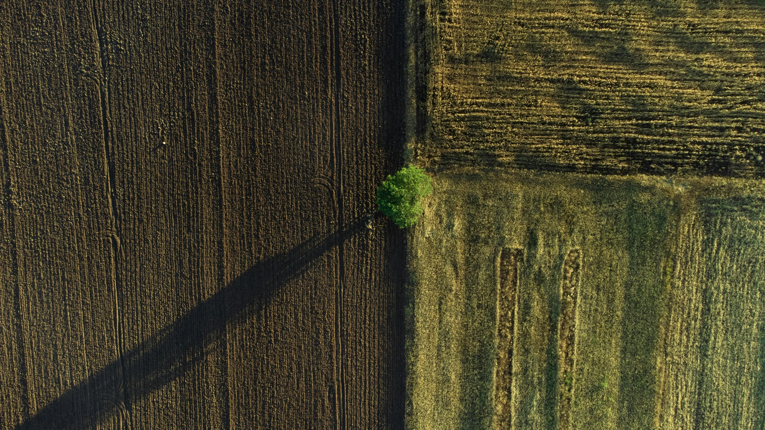 a large field with a single green tree in the middle of it