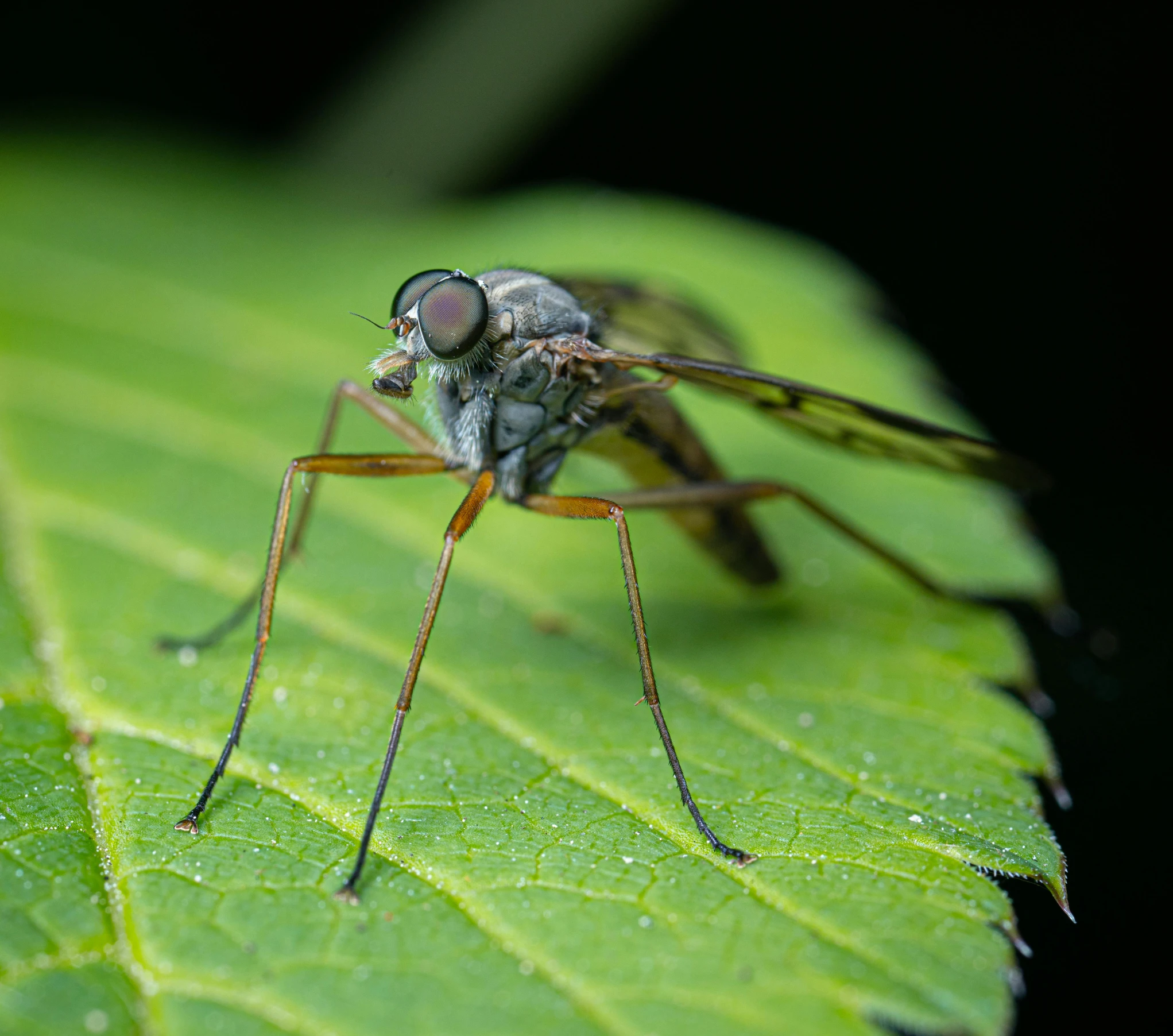 the spider is sitting on a leaf