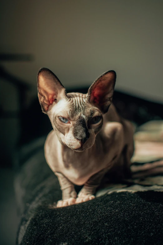 a hairless cat sits on a couch