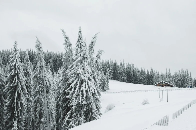 snow covered trees and road next to snowy hill