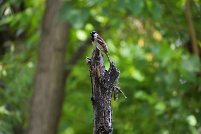 two birds perched on top of a wooden post