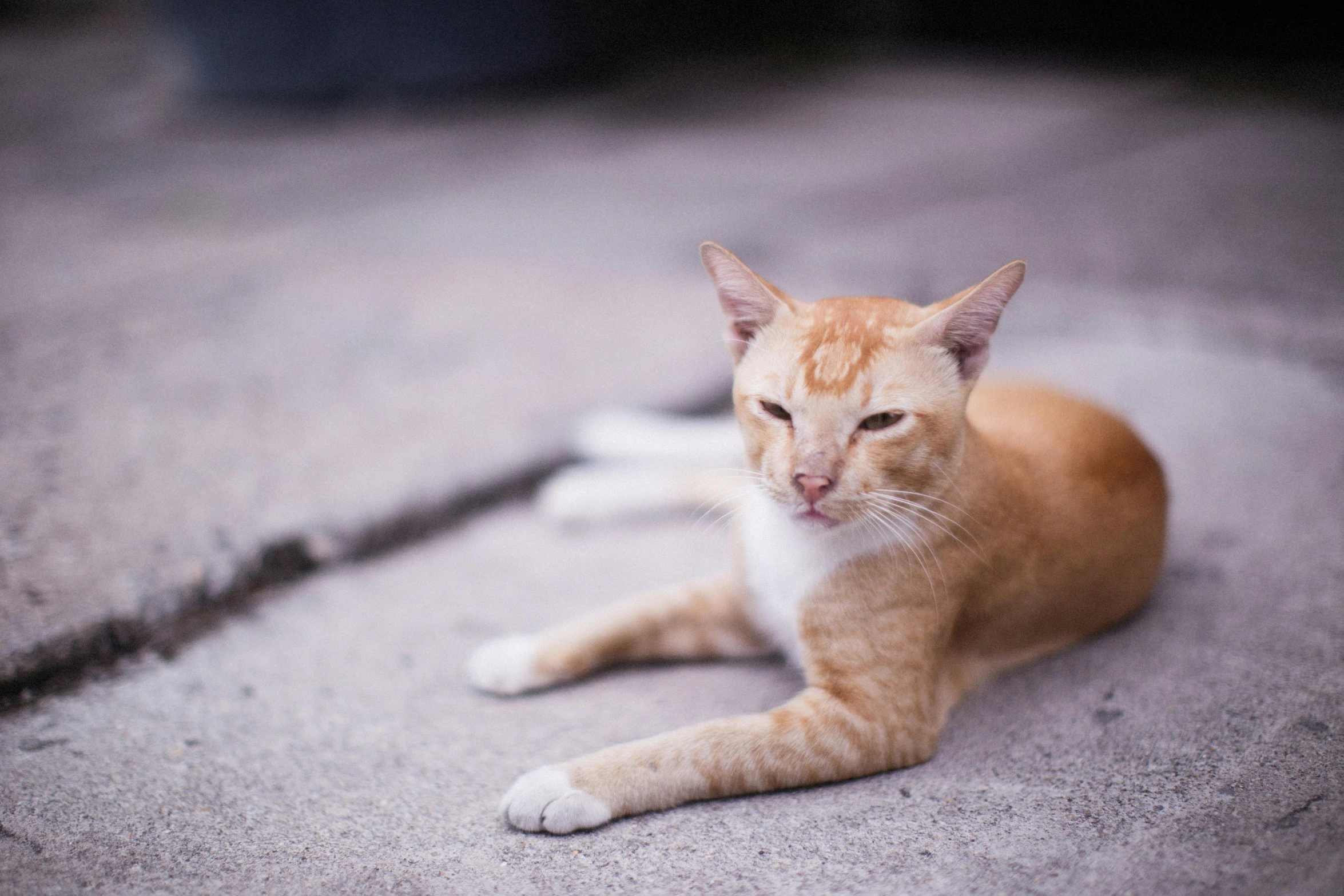 a cat is laying on the ground