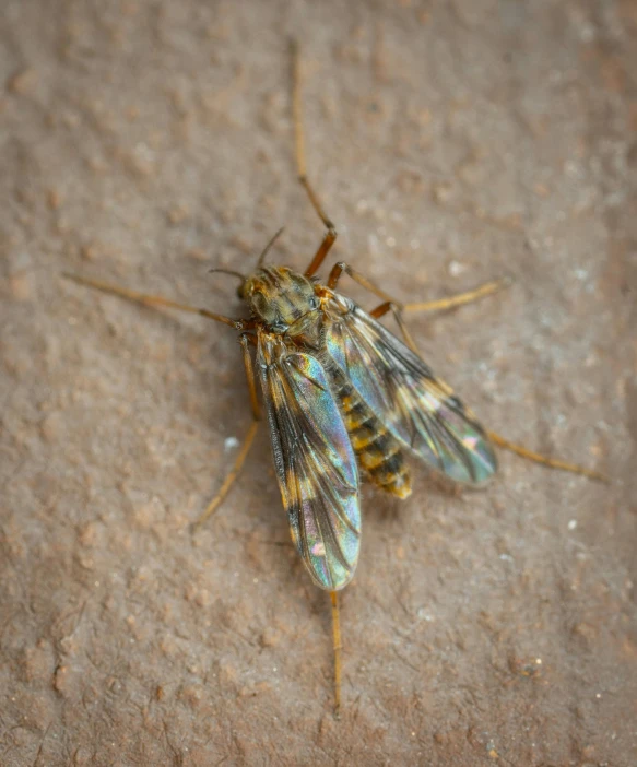 a pair of fly flies on cement covered ground