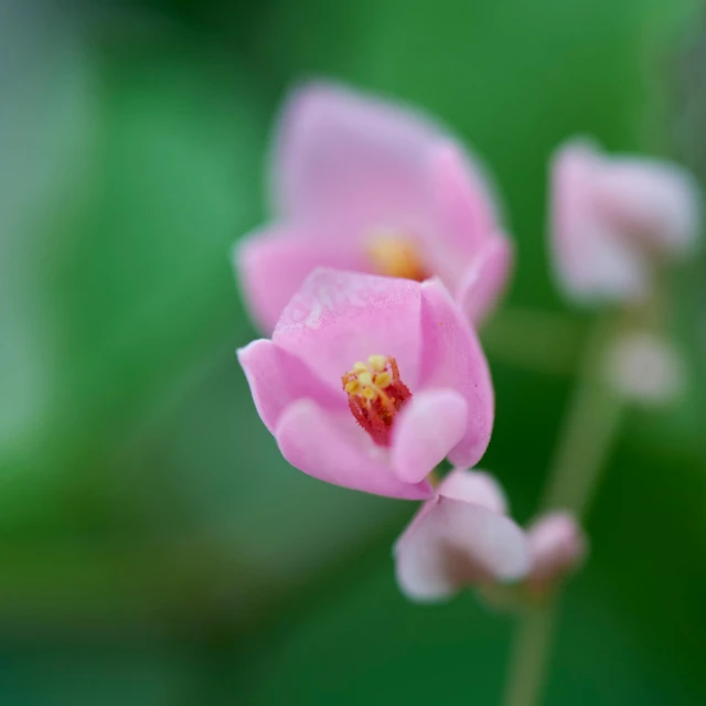a closeup of a pink flower with leaves