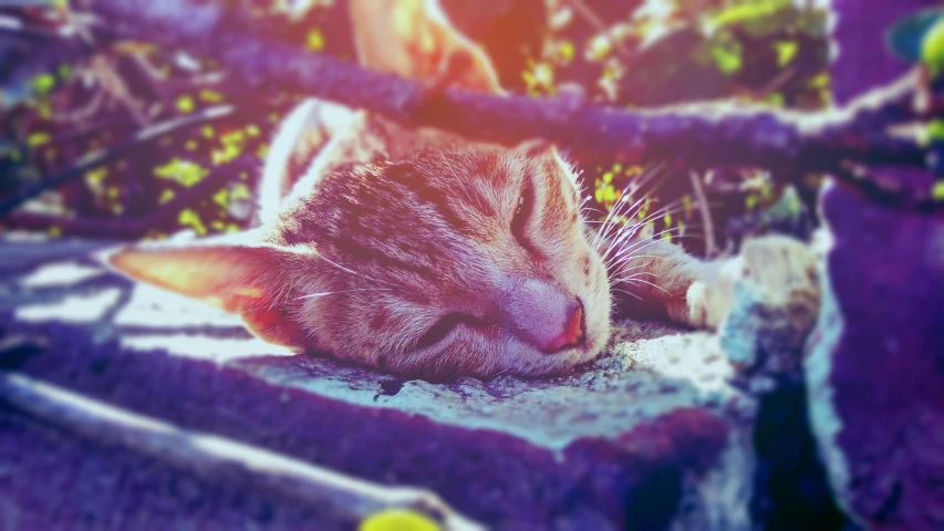 a cat that is sleeping on some kind of concrete