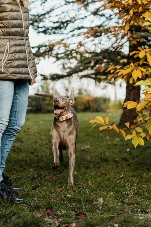 a brown dog walking behind a person in the park