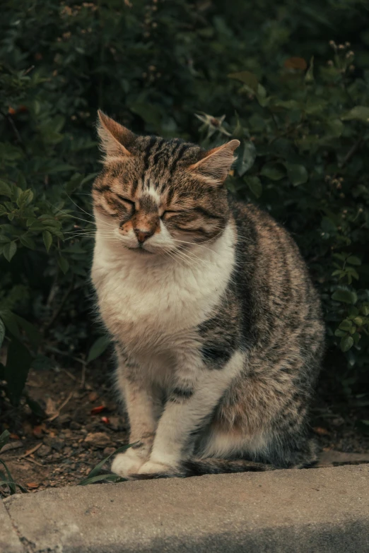 an image of a cat sitting by some bushes