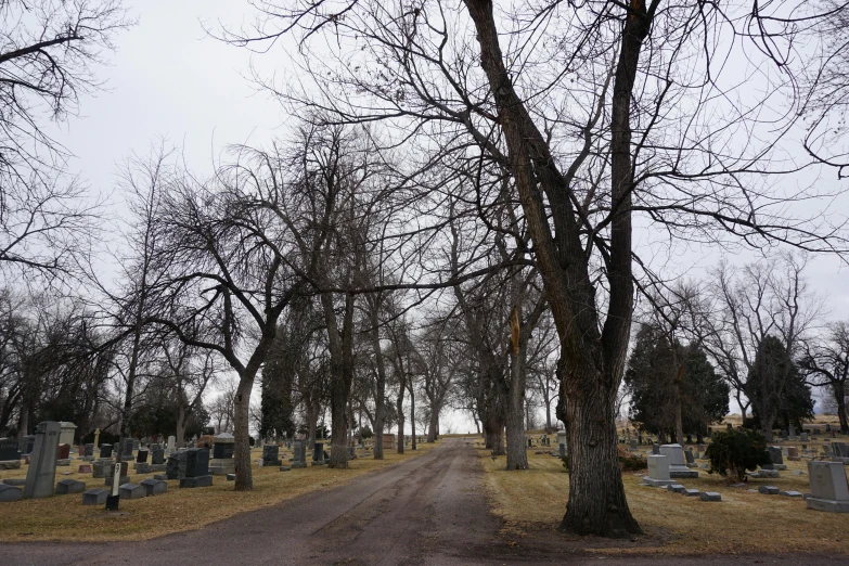 cemetery trees with no leaves on the grass