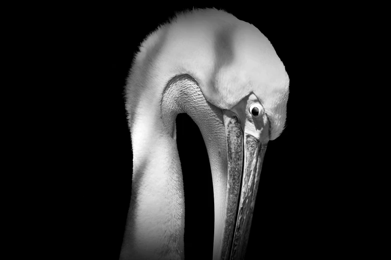a swan is shown with its head down
