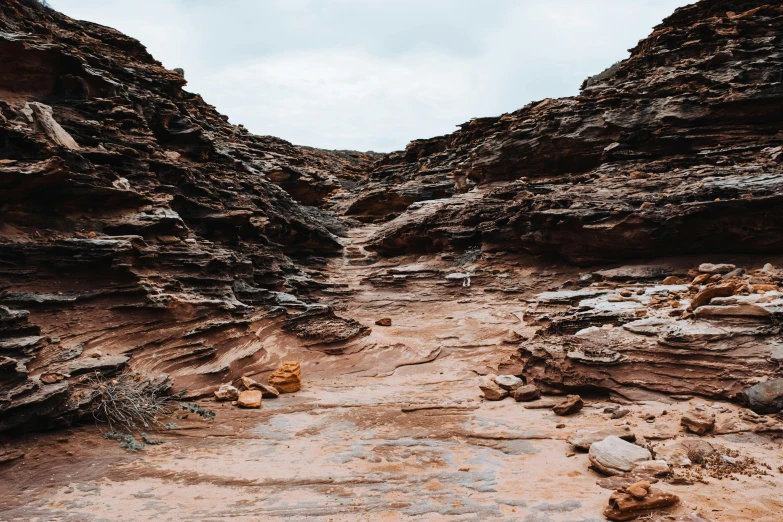 a small canyon with rocks and a plant growing on it