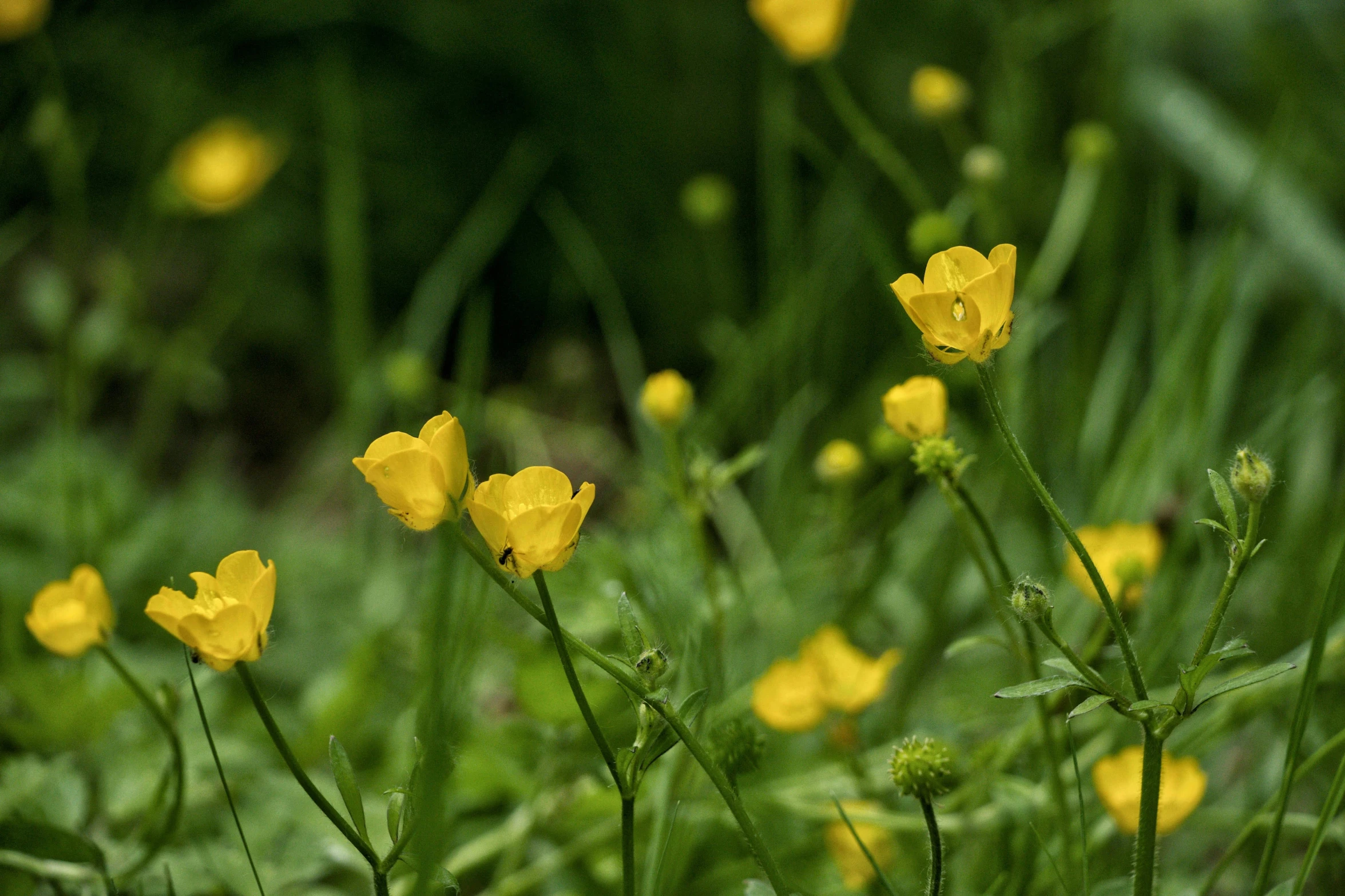 the grass has a yellow flower in the middle