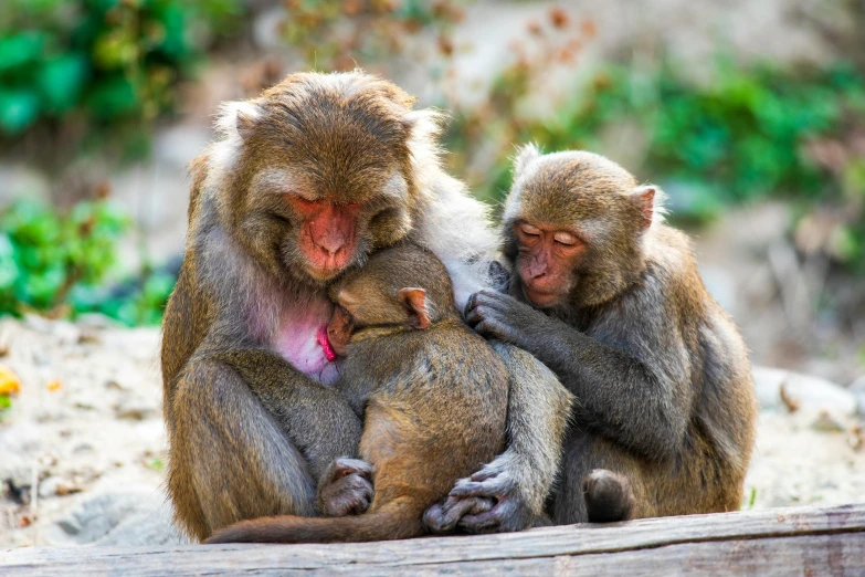 two monkeys sitting on a log and one is holding another