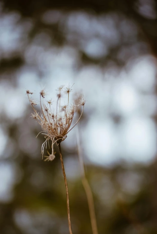 the small flower is next to a few dead grass