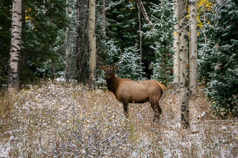 an elk standing in a field surrounded by tall trees