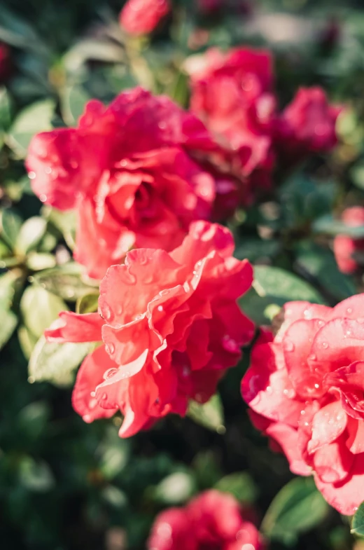 red roses with dewdrops are in the foreground