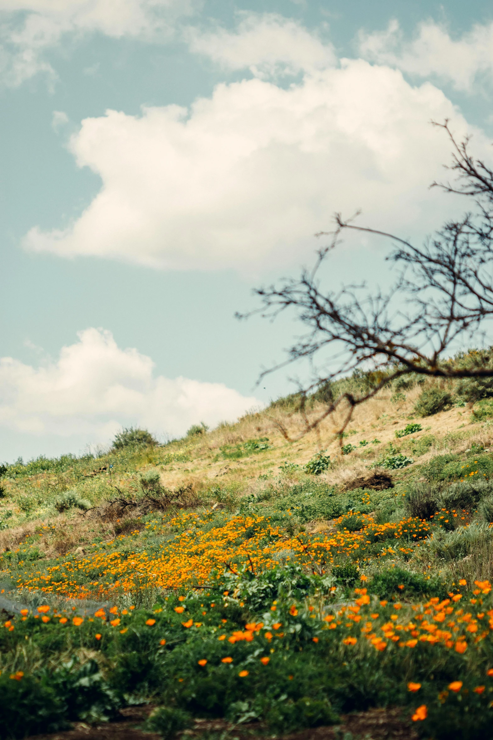 a hilly field full of orange flowers under a cloud filled sky