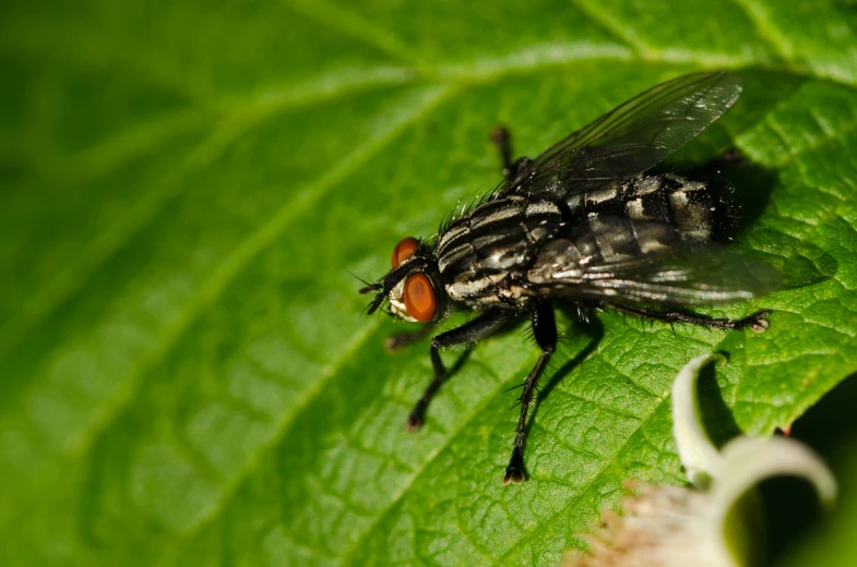 a fly is on a green leaf with red legs