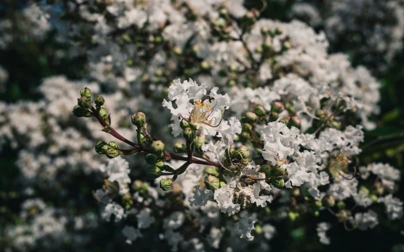 a close up po of white flowers on nches