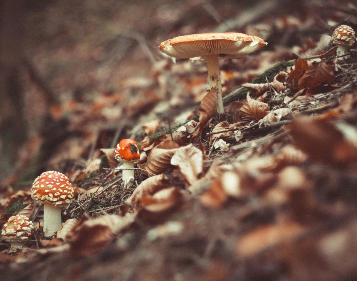 small orange mushrooms sitting in the middle of the woods