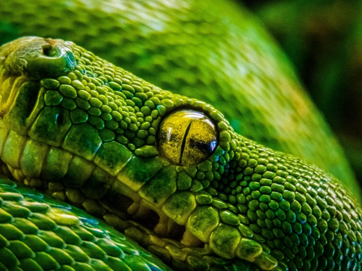 a closeup po of a green snake