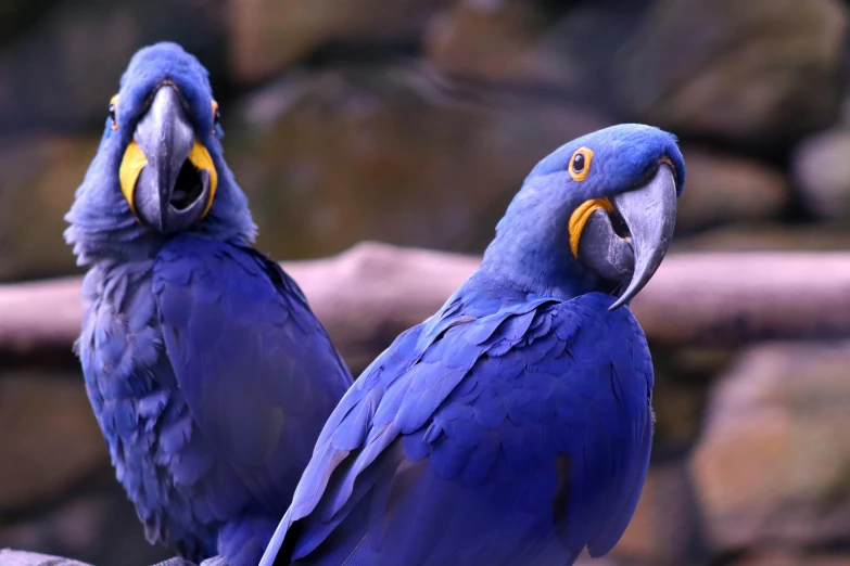 two blue birds with long beaks sitting on a nch