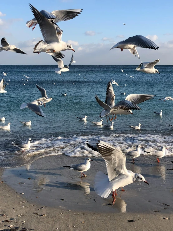 several seagulls flying and landing on a beach by the ocean