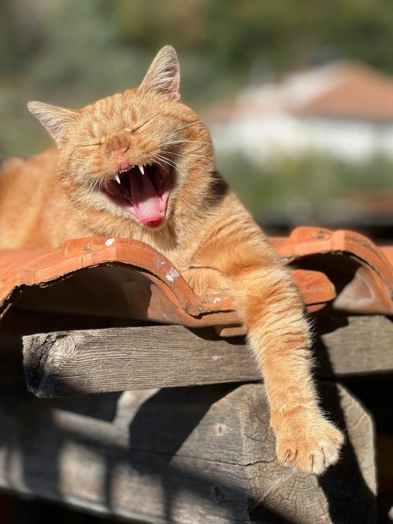 an orange tabby cat yawns and yawns on top of a roof