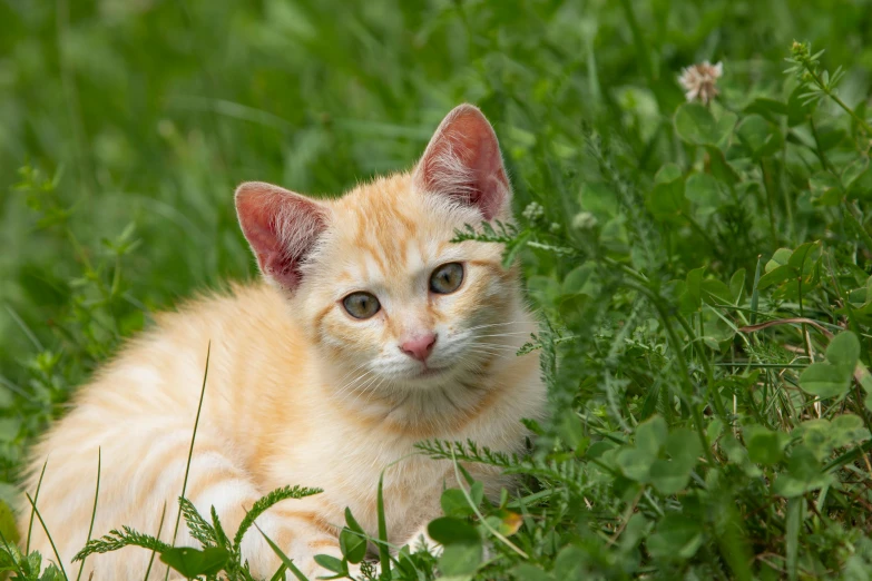 a orange cat sitting in tall green grass