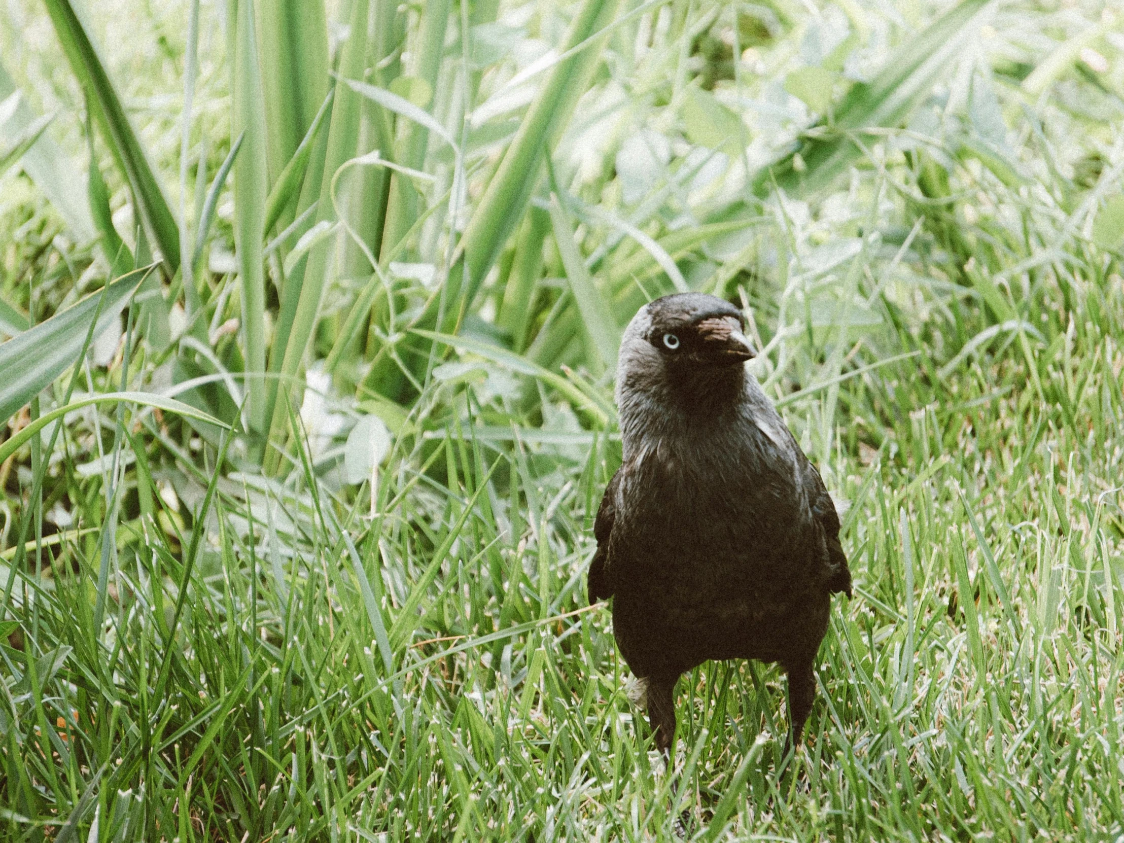 a bird sitting in the grass with its head cocked