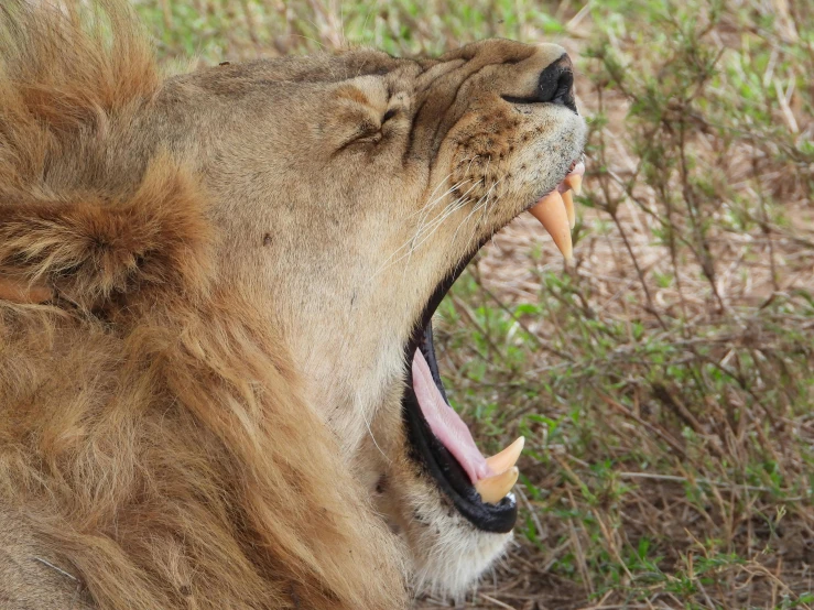 a large adult lion standing in a grassy field