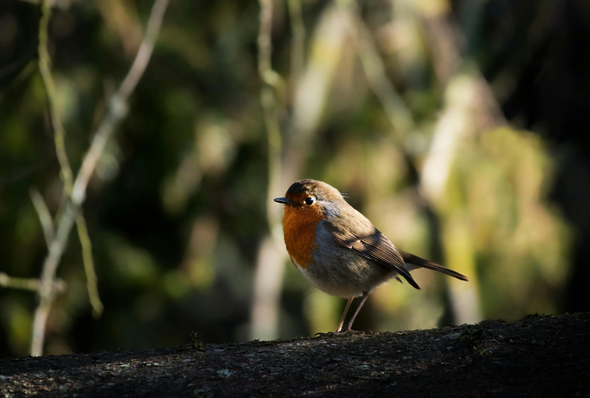 a little orange and brown bird on a log