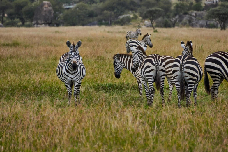 the herd of ze are all looking at each other